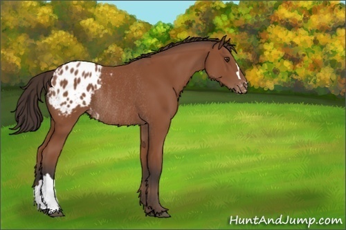 Horse Color:Bay Blanket Rabicano 