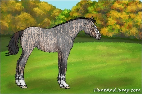 Horse Color:Amber Champagne Roan Splash Rabicano  and Brown Roan 