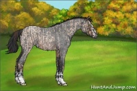 Horse Color:Amber Champagne Roan Splash Rabicano  and Brown Roan 