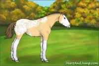 Horse Color:Buckskin Splash Appaloosa