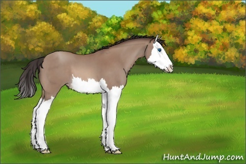 Horse Color:Sable Champagne Splash 