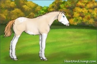 Horse Color:Buckskin Pearl Splash Appaloosa Rabicano 