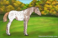 Horse Color:Chestnut Ice Appaloosa 