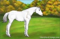 Horse Color:Buckskin Sabino Rabicano