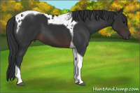 Horse Color:Brown Tobiano 