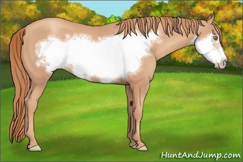 Horse Color:Gold Champagne Frame 