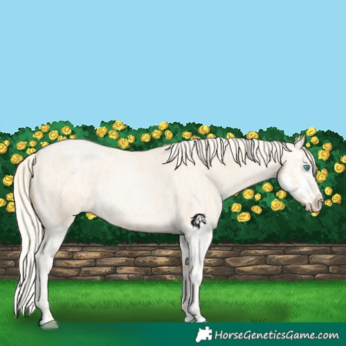 Horse Color:Palomino Roan Pearl and Palomino Roan Pearl Splash