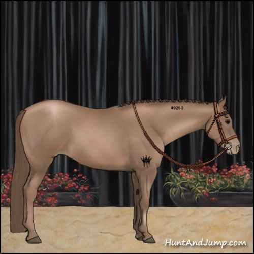 Horse Color:Black Pearl Rabicano