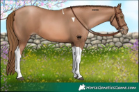 Horse Color:Liver Chestnut Pearl Tobiano