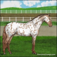 Horse Color:Red Dun Appaloosa 
