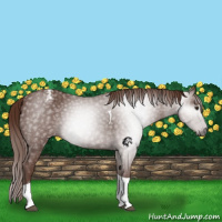 Horse Color:Gray Chestnut Tobiano Appaloosa 