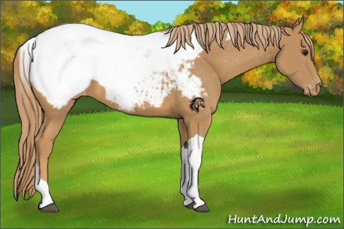 Horse Color:Chestnut Tobiano Appaloosa 