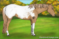Horse Color:Chestnut Tobiano Appaloosa 