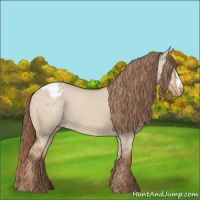 Horse Color:Red Dun Appaloosa 