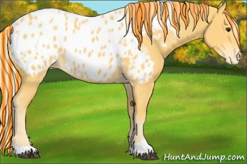 Horse Color:Painted Palomino Appaloosa 
