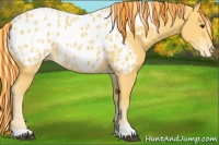 Horse Color:Painted Palomino Appaloosa 