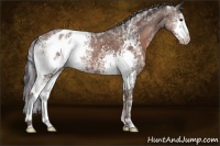 Horse Color:Painted White Spotted Liver Chestnut Ice Sabino Appaloosa 