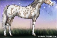 Horse Color:White Spotted Silver Brown Dun Splash Appaloosa 