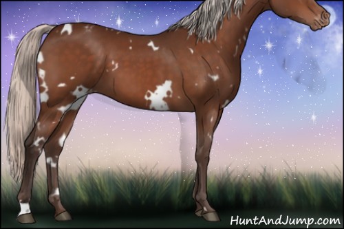 Horse Color:White Spotted Silver Brown Appaloosa 
