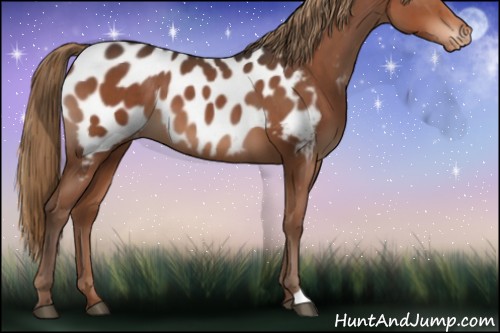 Horse Color:Liver Chestnut Appaloosa