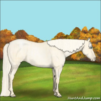 Horse Color:Palomino Roan Pearl  and Palomino Roan Pearl 