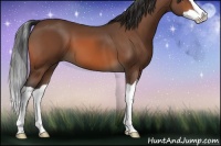 Horse Color:Bay Splash 