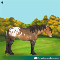 Horse Color:White Spotted Buckskin Blanket 