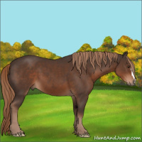 Horse Color:Liver Chestnut 
