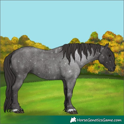 Horse Color:Smoky Blue Roan 