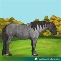 Horse Color:Smoky Blue Roan 