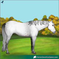 Horse Color:Gray Brown