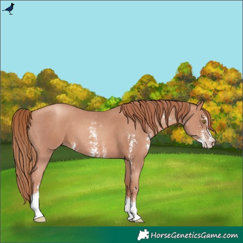 Horse Color:Gold Champagne Sabino