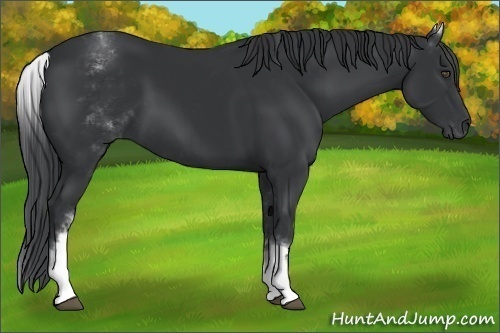 Horse Color:White Spotted Black 