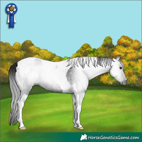 Horse Color:Gray Black Tobiano Rabicano