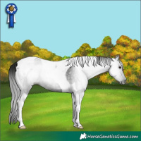 Horse Color:Gray Black Tobiano Rabicano