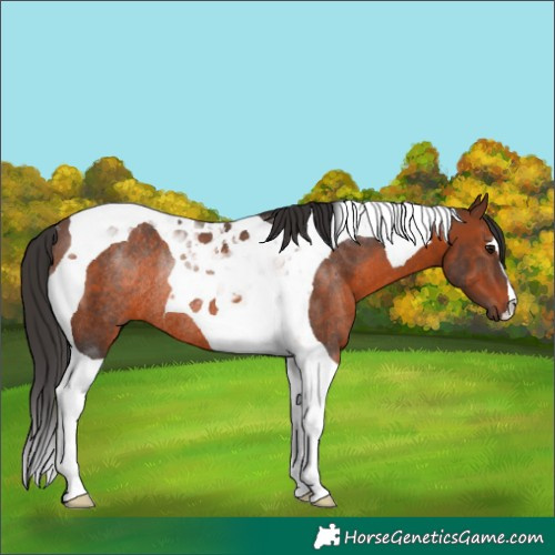 Horse Color:Brown Tobiano Rabicano 