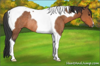 Horse Color:Bay Tobiano Rabicano 