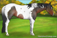 Horse Color:Brown Tobiano Rabicano 