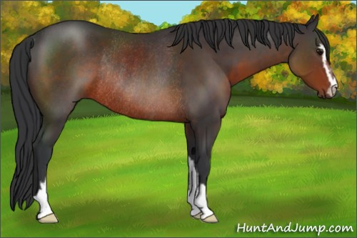 Horse Color:Brown Sabino Rabicano 