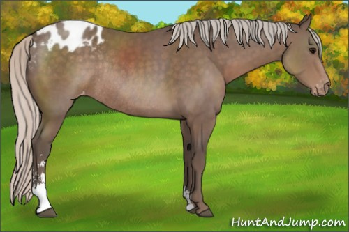 Horse Color:Silver Black Sabino Blanket Rabicano 