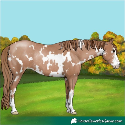 Horse Color:White Spotted Black Pearl Sabino Rabicano 