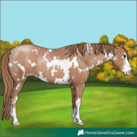 Horse Color:White Spotted Black Pearl Sabino Rabicano 