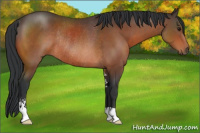 Horse Color:Bay Sabino Rabicano 