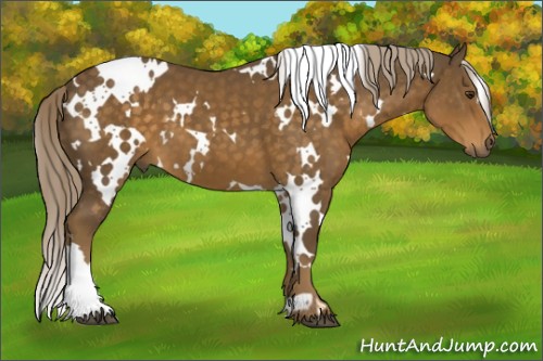 Horse Color:White Spotted Chocolate Palomino 