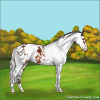 Horse Color:Silver Brown Sabino 