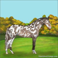 Horse Color:Silver Brown Dun Sabino Near Leopard 