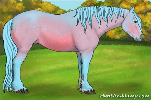 Horse Color:Watercolor Bay Sabino Rabicano