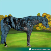 Horse Color:ERROR: UNKNOWN ANOMALY