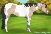 Horse Color:Brown Dun Tobiano 