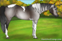 Horse Color:Gray Bay Tobiano Rabicano 